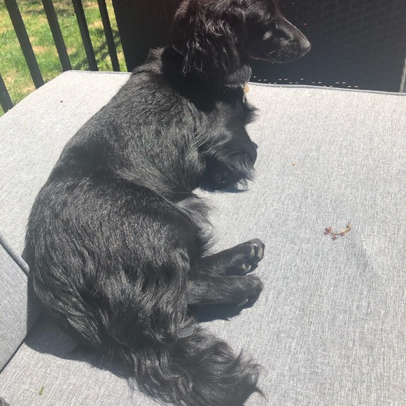 Meet your Posher, Audrey - Picture 1 of 1